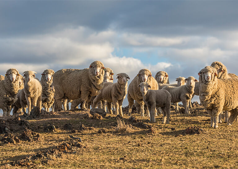 Avustralya'da Üretilir
